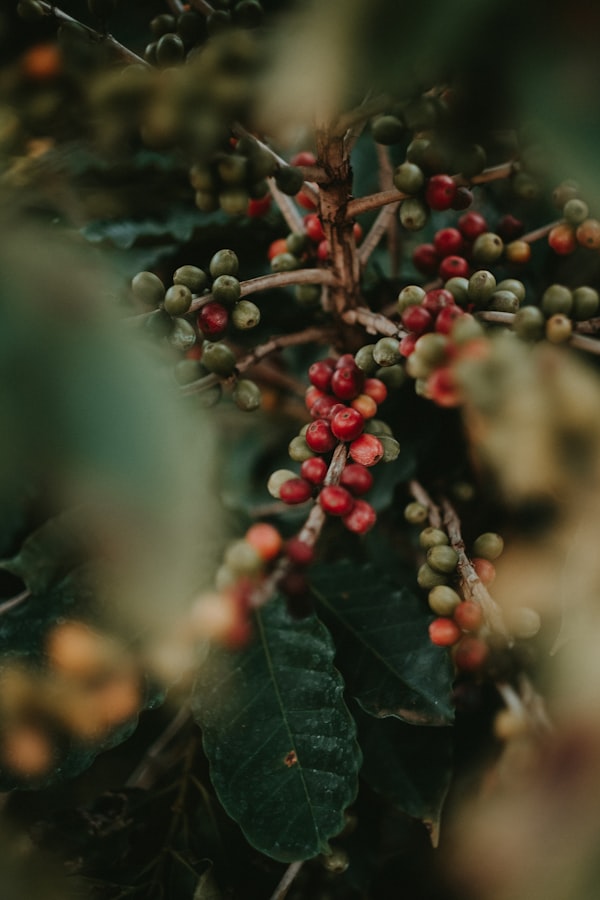 Farmer holding coffee cherries