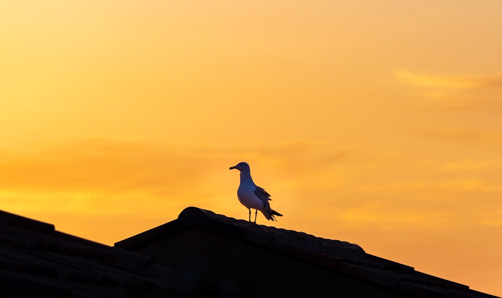 white bird on brown roof during daytime