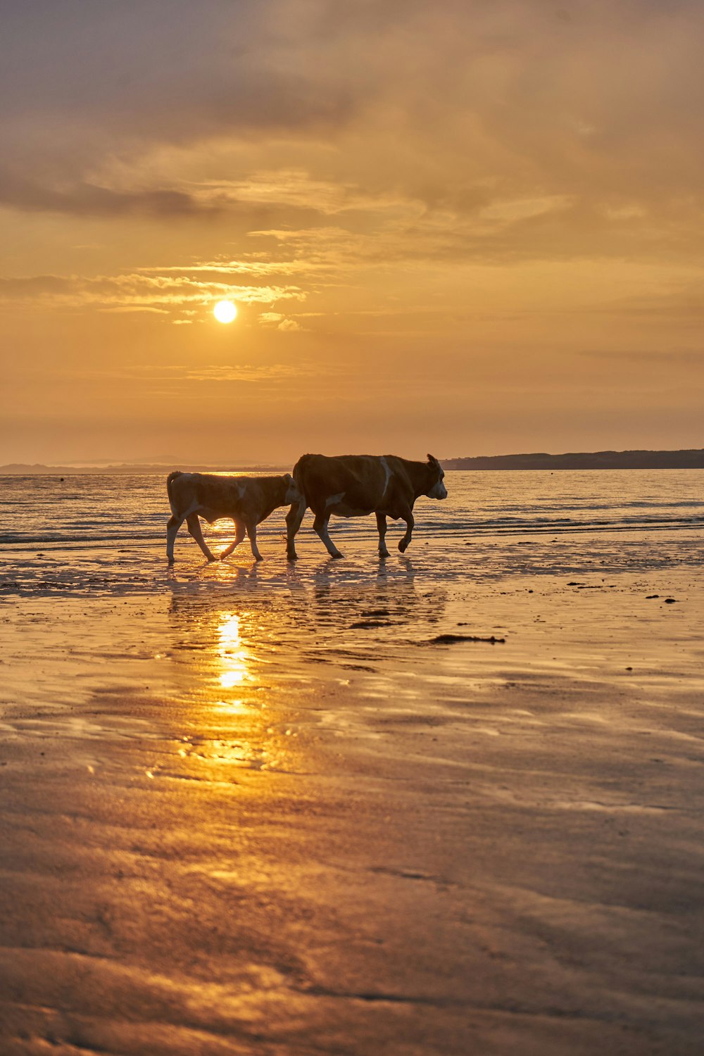 silhouette of horse on beach during sunset
