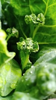 Close-up of green leafy vegetables with water droplets.