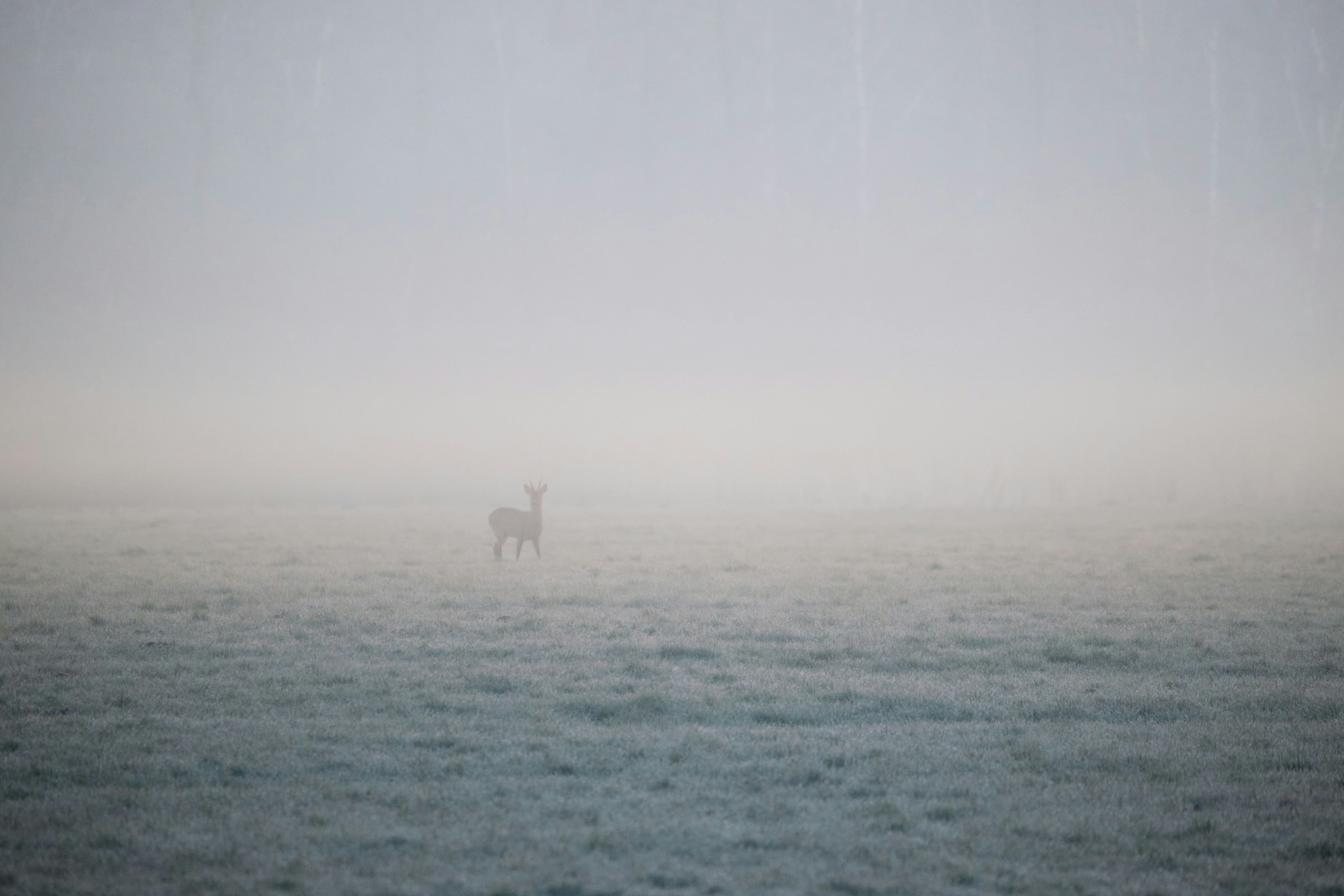 cavallo bianco sul campo di erba verde durante il giorno