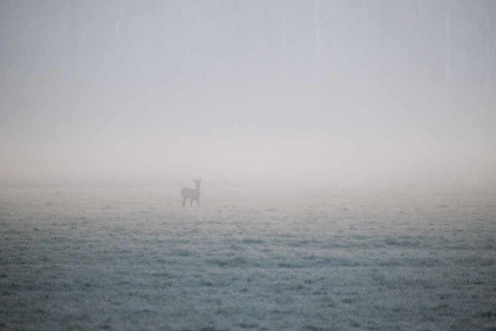 white horse on green grass field during daytime