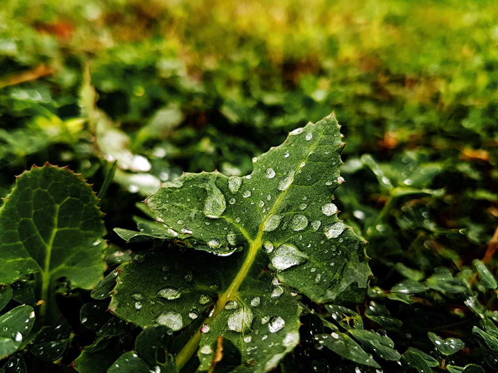 green leaf with water droplets