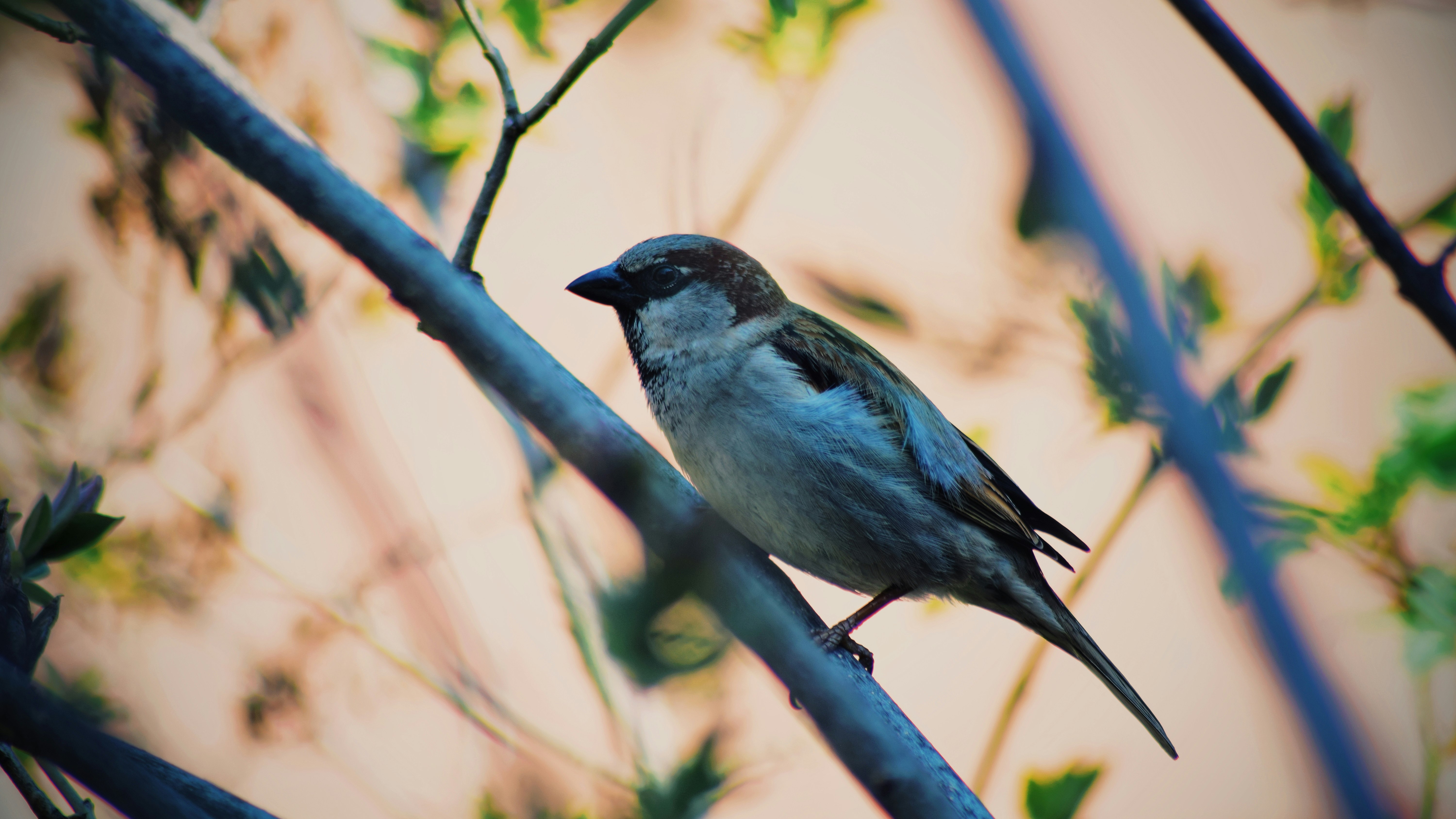 blue and white bird on tree branch