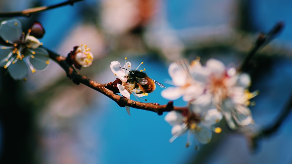 bee on white flower in tilt shift lens