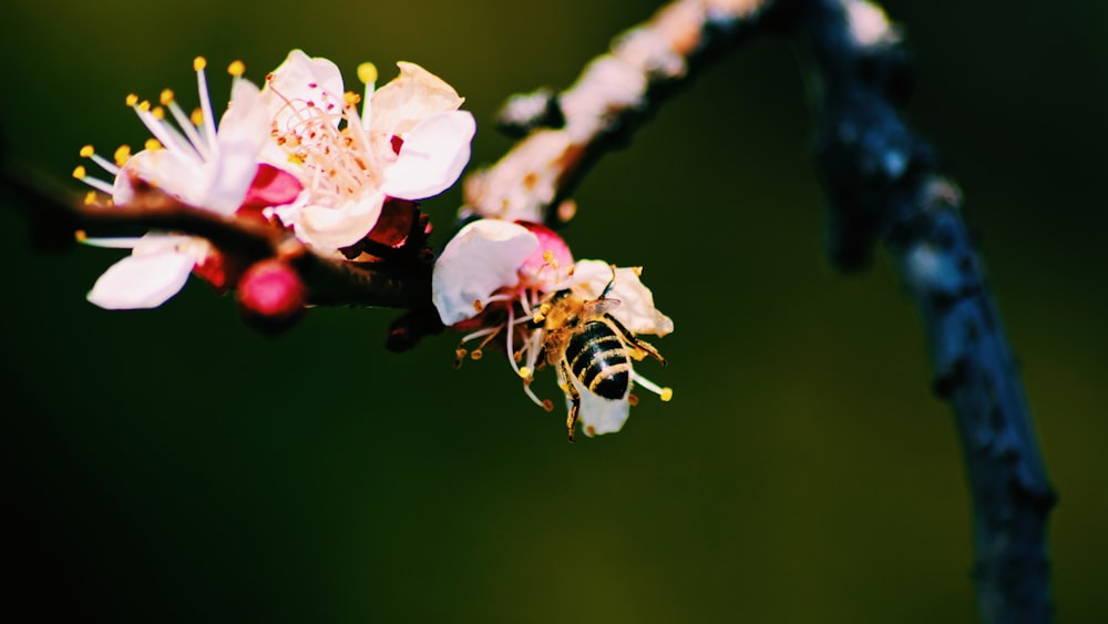 white and pink cherry blossom in close up photography