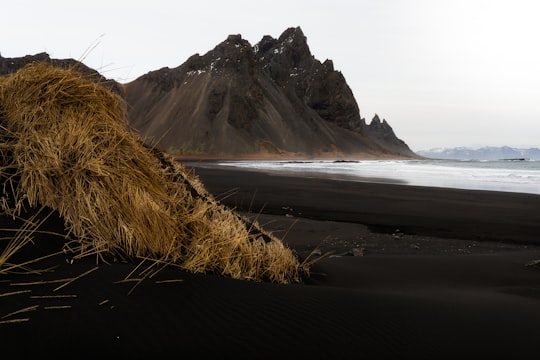 brown grass on seashore near mountain during daytime in Stokksnes Iceland