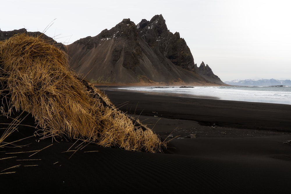 brown grass on seashore near mountain during daytime