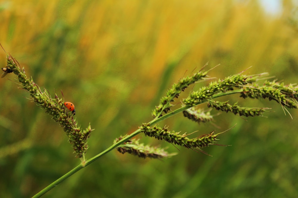 red ladybug perched on green plant during daytime