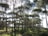 Tall, slender pine trees with dense, lush canopies stretch upwards, allowing sunlight to filter through the branches, creating a serene, forested landscape. The ground is covered with grass and small bushes, exhibiting a natural and calm environment.