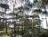 Tall, slender pine trees with dense, lush canopies stretch upwards, allowing sunlight to filter through the branches, creating a serene, forested landscape. The ground is covered with grass and small bushes, exhibiting a natural and calm environment.