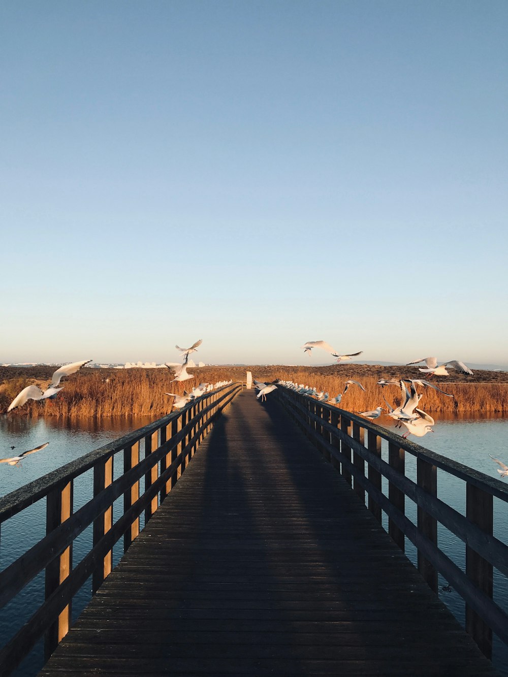 brown wooden dock over the river