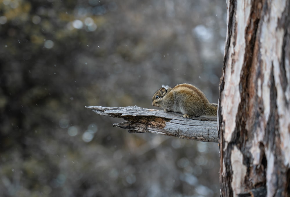 brown squirrel on brown tree branch during daytime