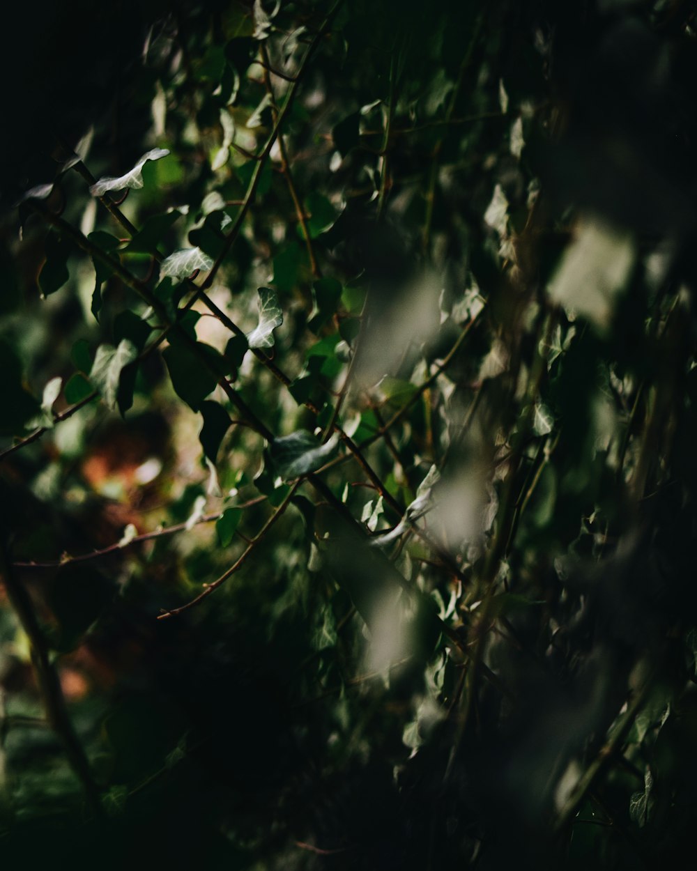 green leaves in tilt shift lens