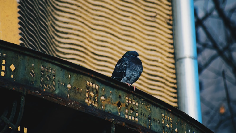 black bird on brown wooden fence