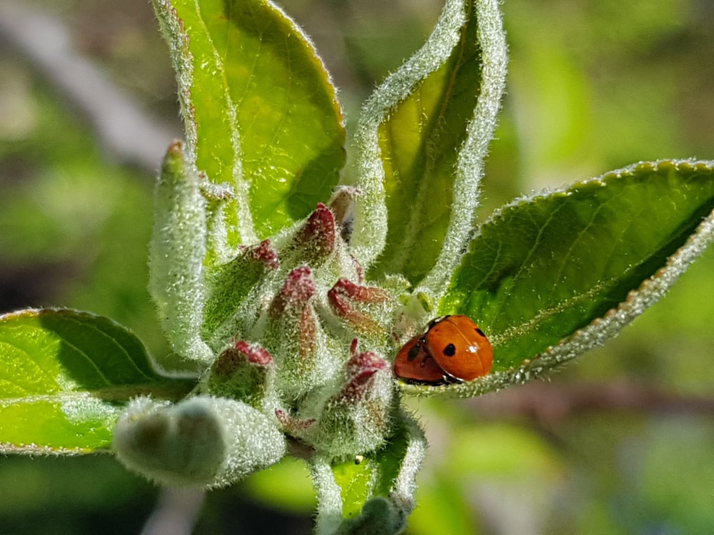 coccinella rossa su foglia verde