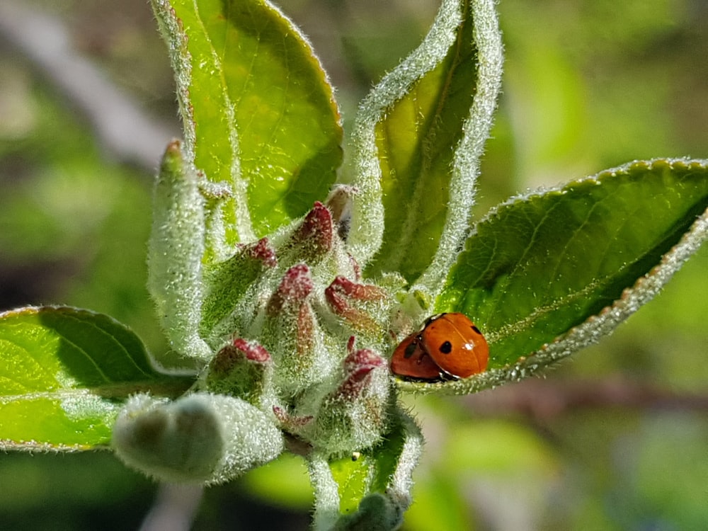 Roter Marienkäfer auf grünem Blatt