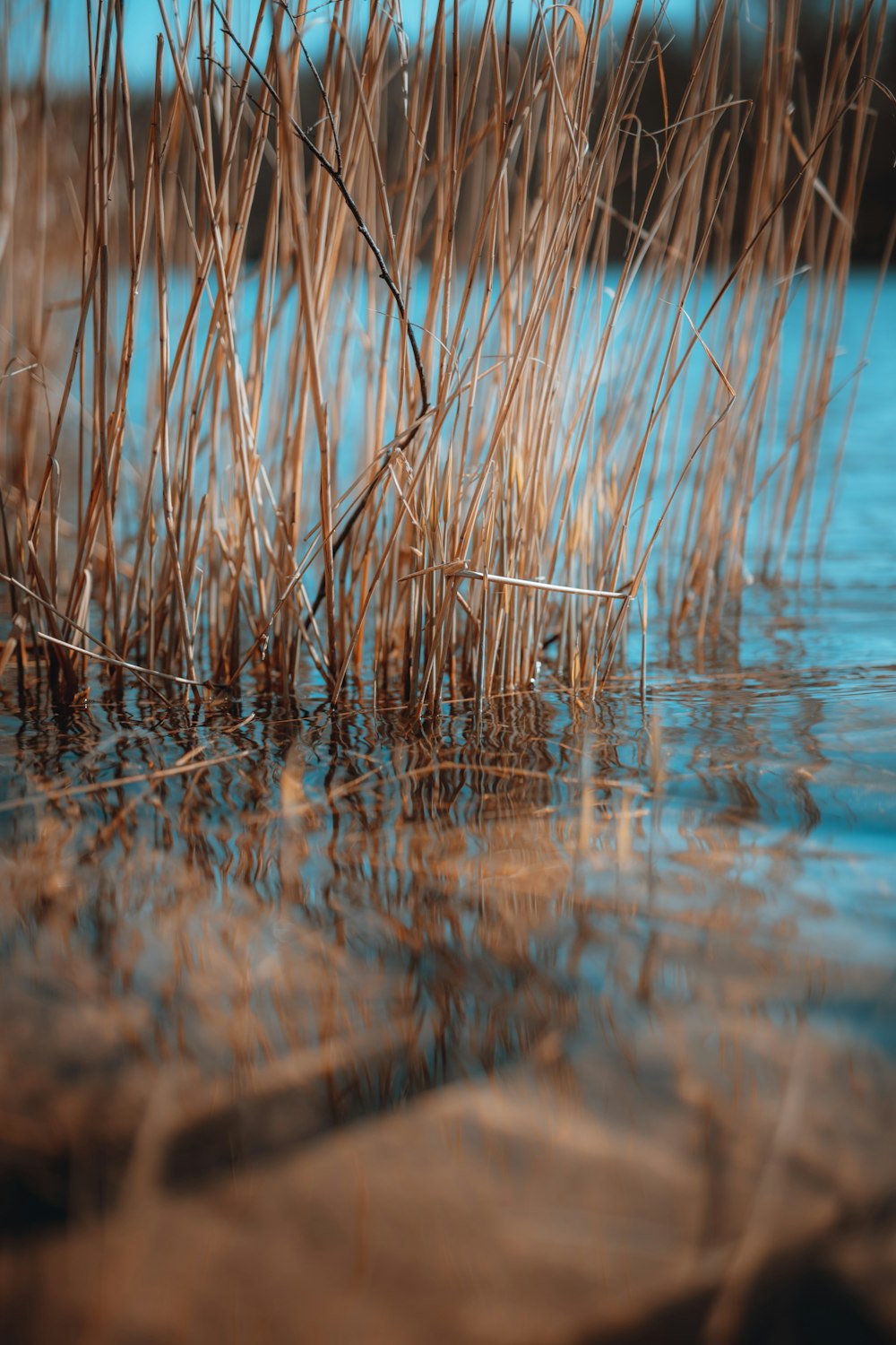 brown grass on water during daytime