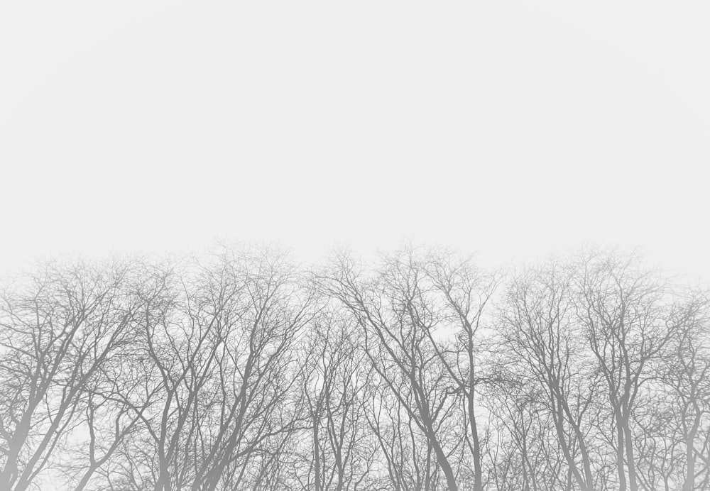 bare trees under white sky