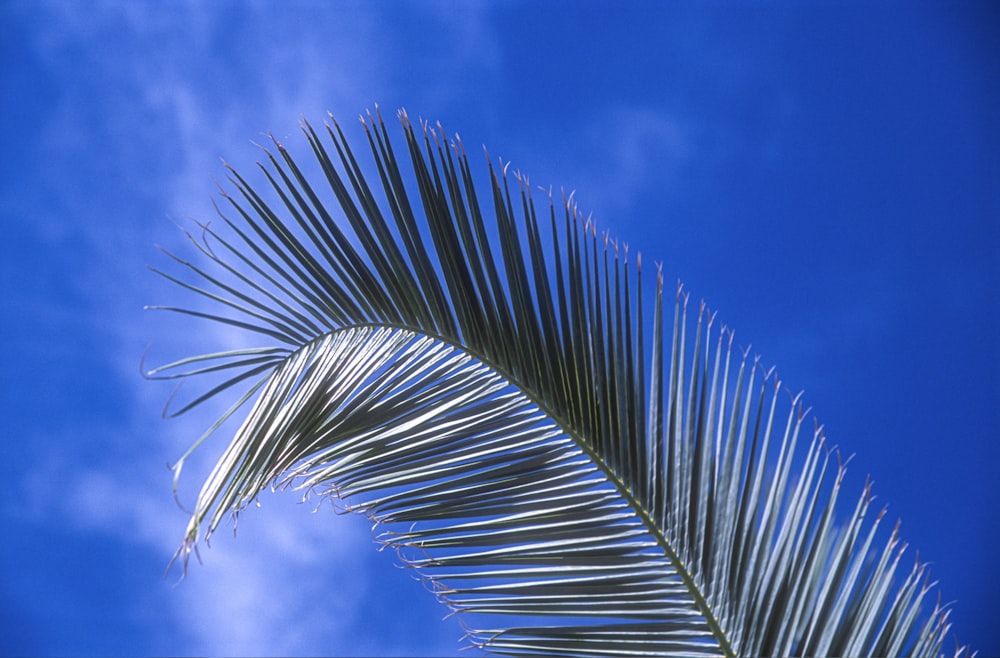 Planta de palma verde bajo cielo azul