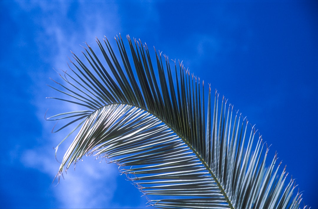 green palm plant under blue sky