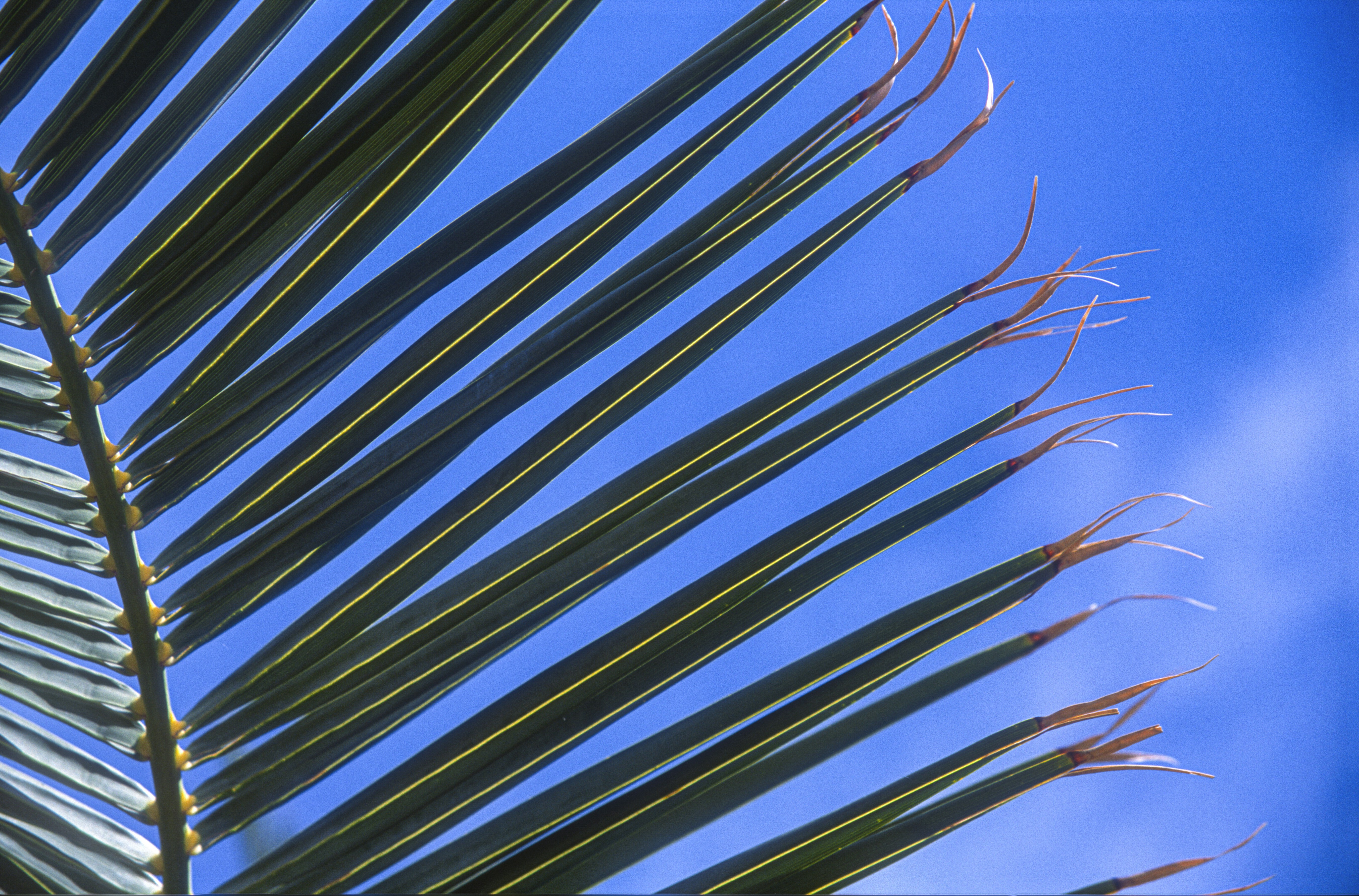 green palm tree during daytime photo Free Plant Image on Unsplash