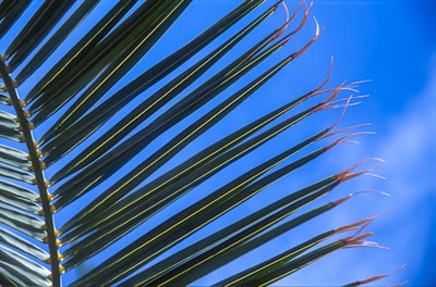 green palm tree during daytime palm sunday zoom background