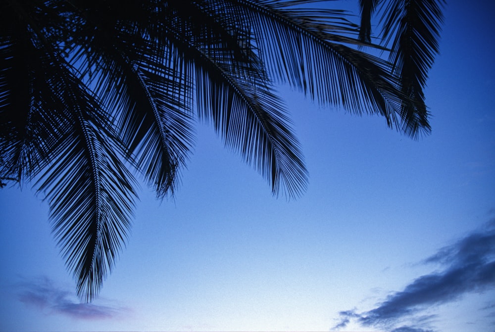 palmier sous le ciel bleu pendant la journée
