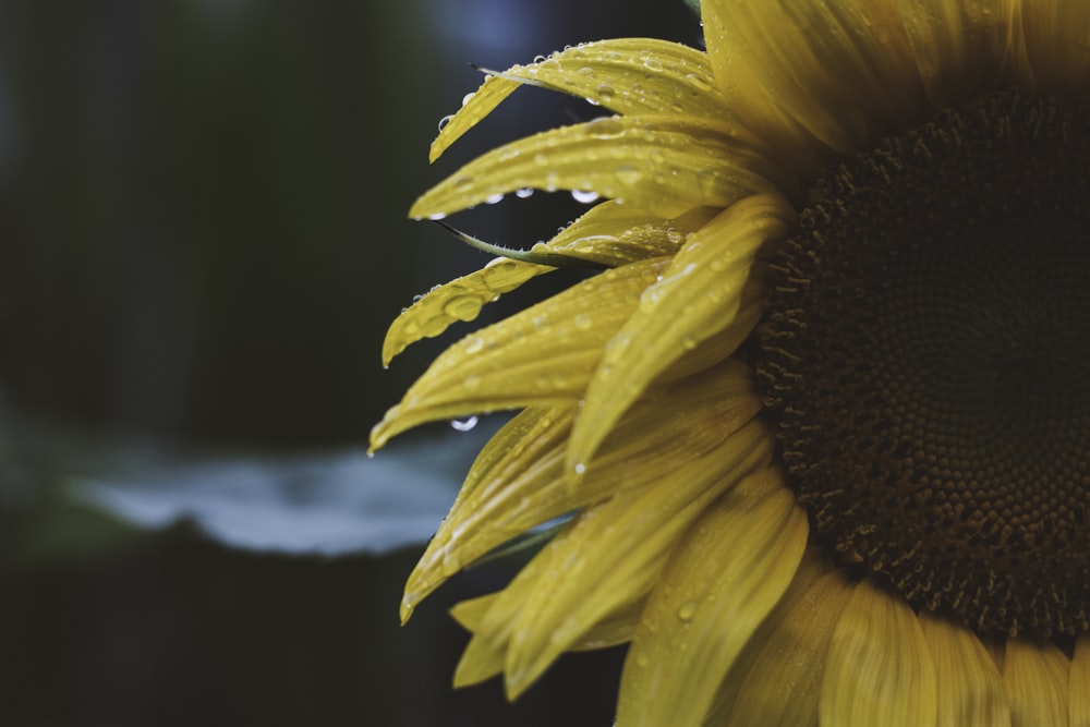 yellow sunflower in close up photography