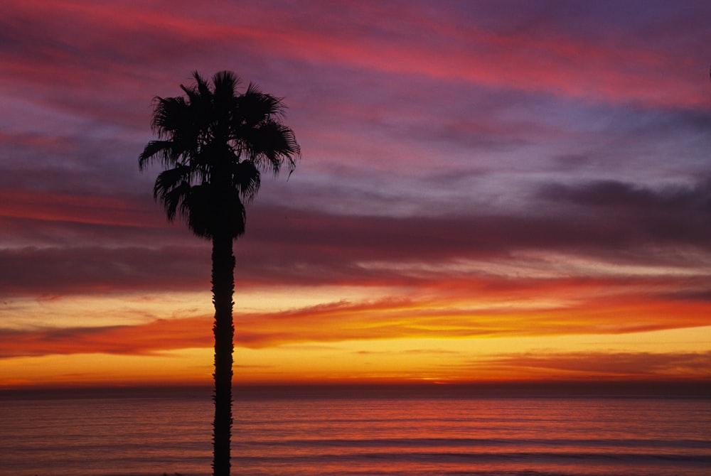 palm tree near body of water during sunset