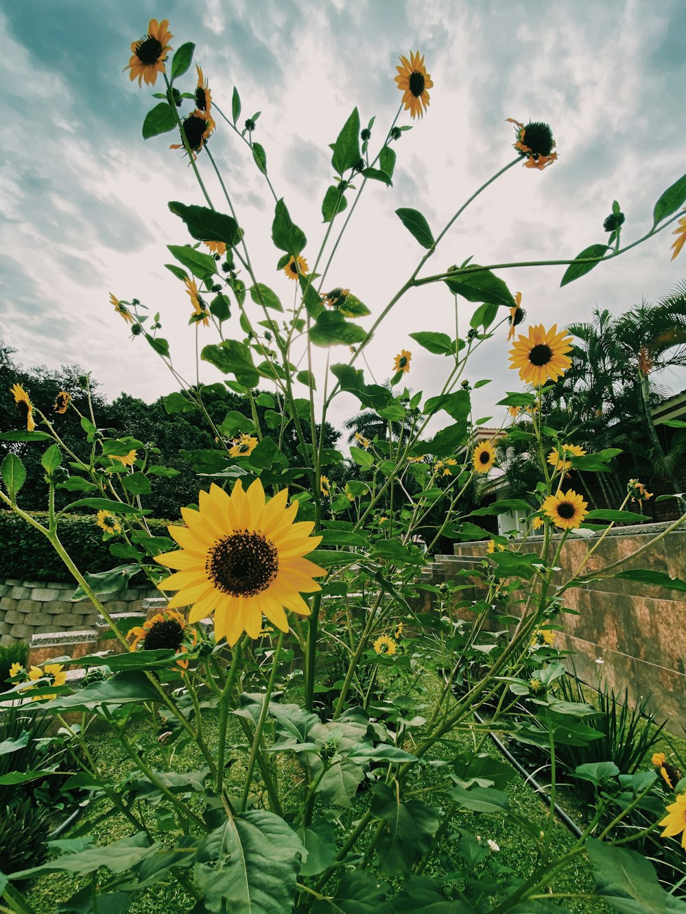 yellow sunflower under blue sky during daytime