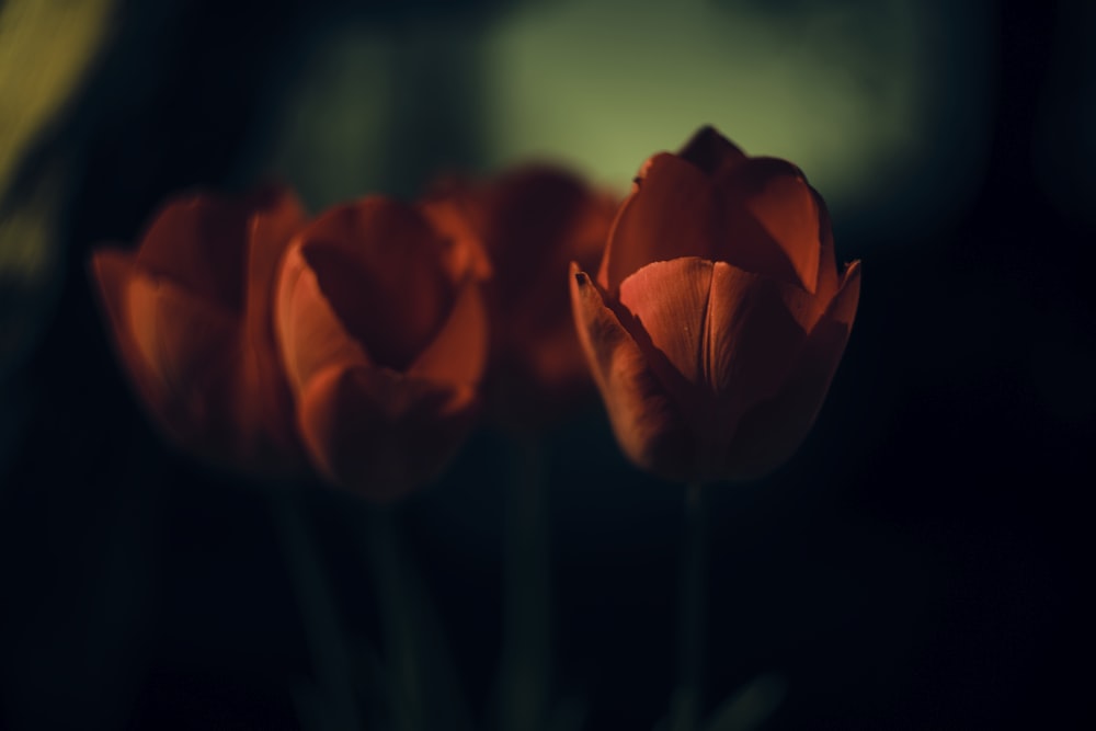 red rose in close up photography