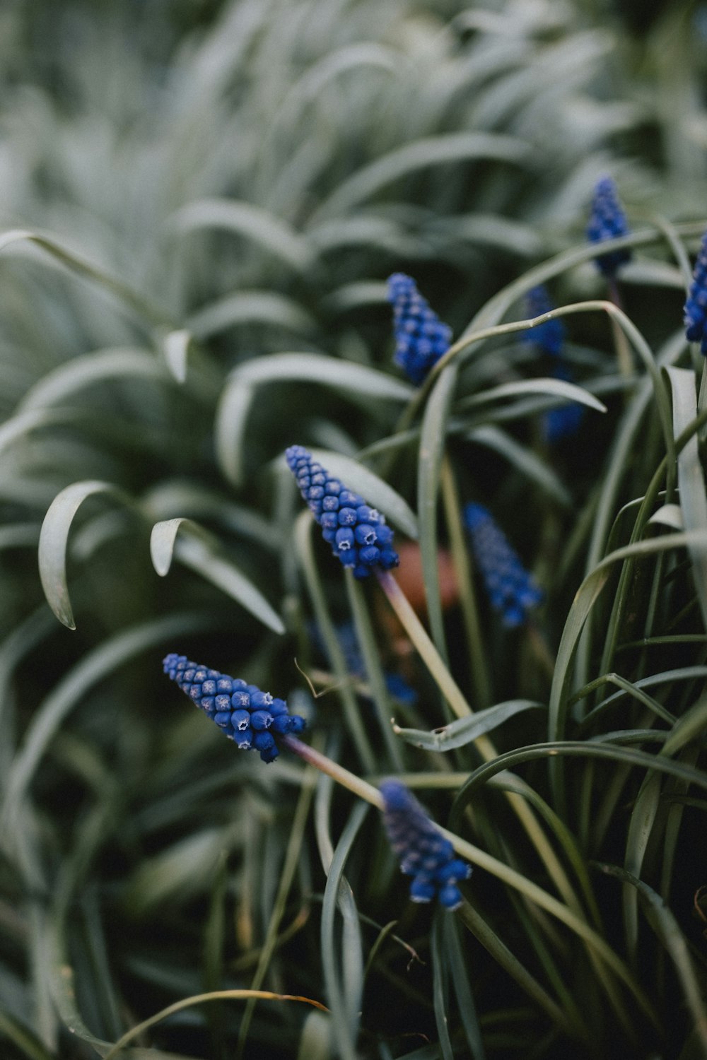 blue and white flower buds