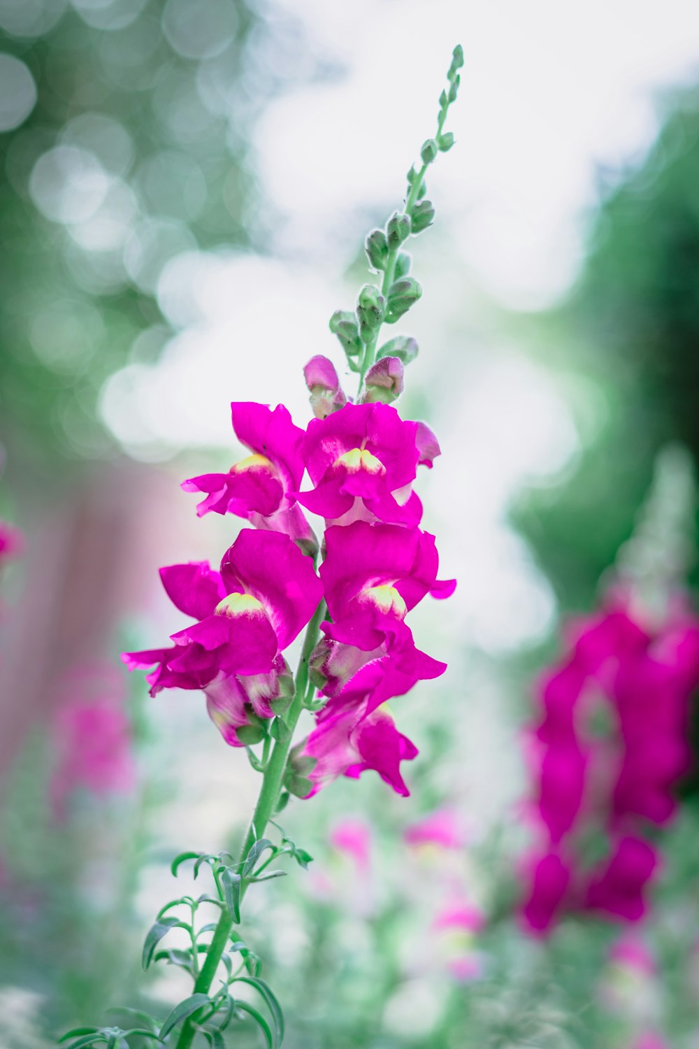 pink flower in tilt shift lens