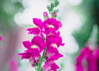 pink flower in tilt shift lens