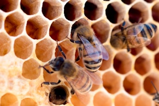 Creative inspiration for Brand Honey consulting and marketing services company..