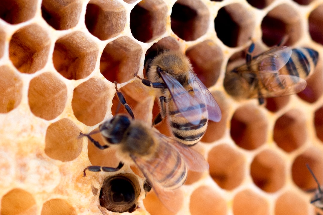 Worker (female) honeybees crawling inside the cells of a honeycomb.