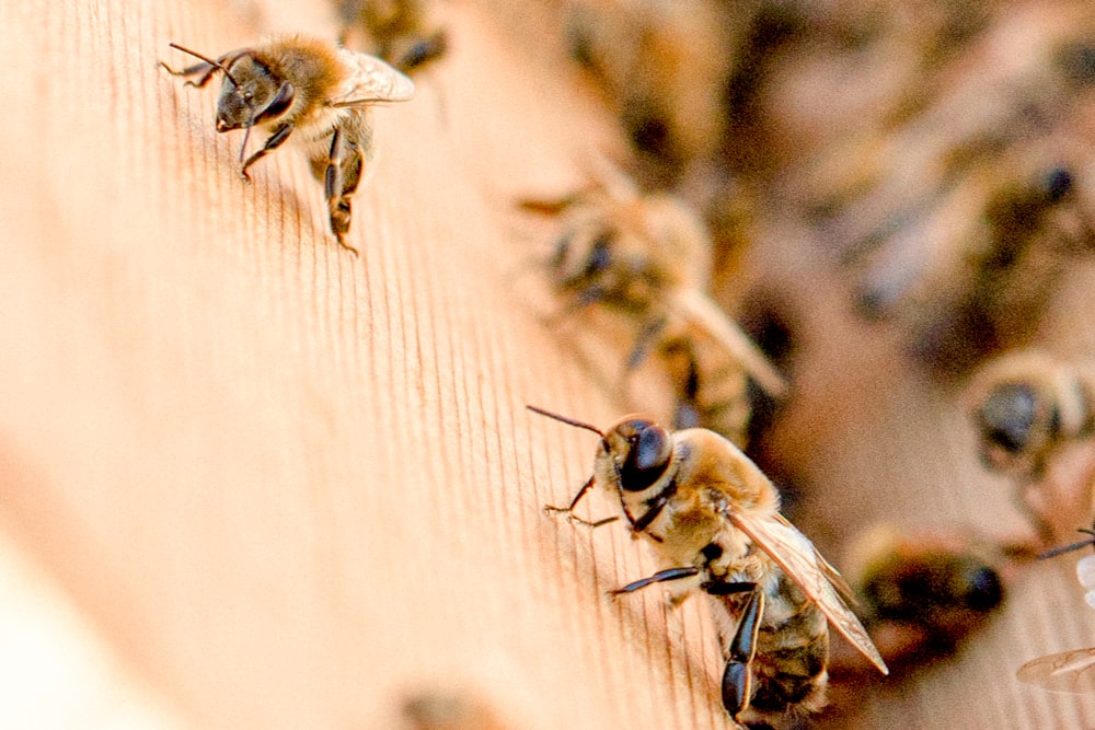 schwarze und gelbe Biene auf brauner Holzoberfläche