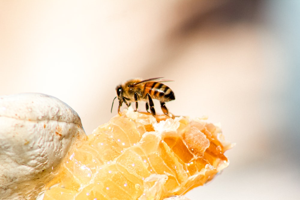 yellow and black bee on yellow and white surface