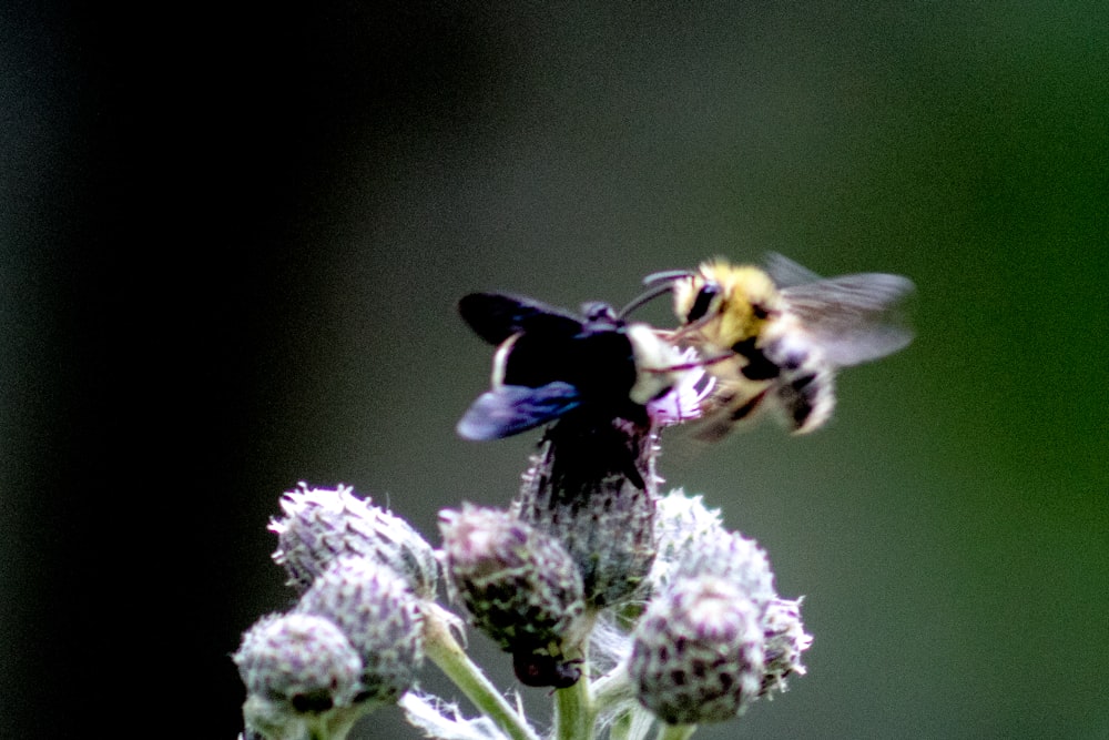 yellow and black bee on purple flower