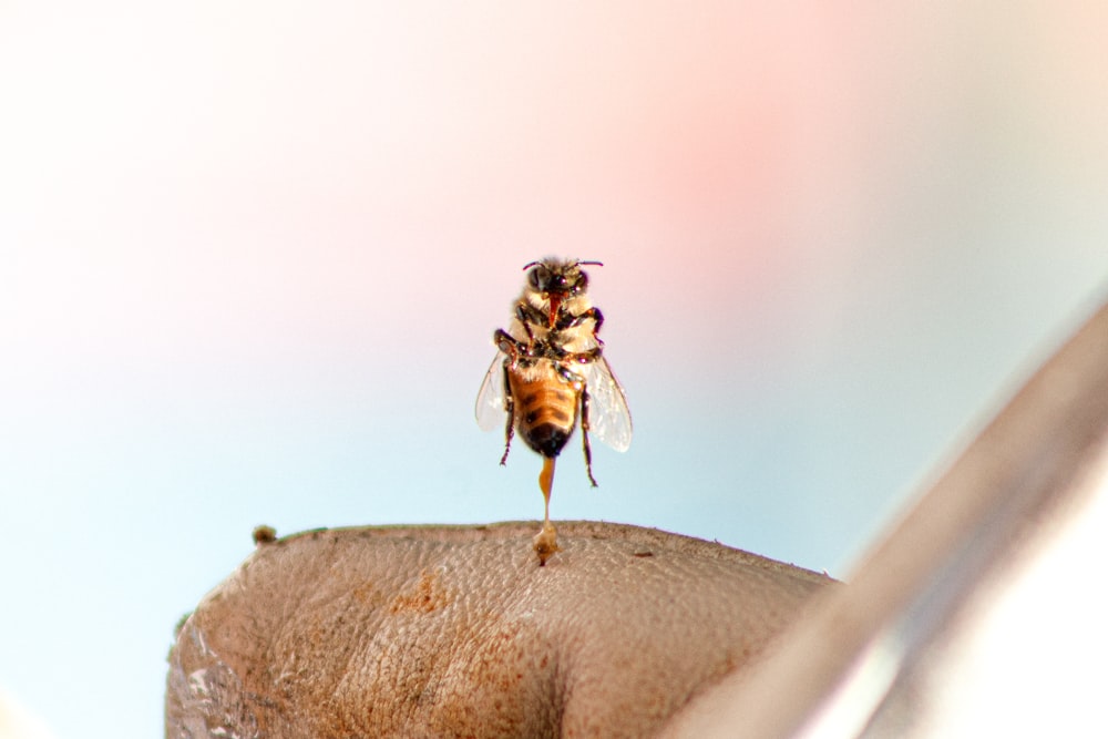 brown and black bee on brown textile