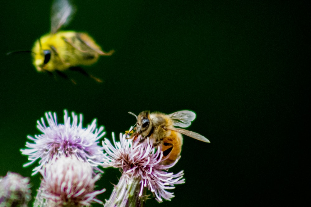 yellow and black bee on purple flower