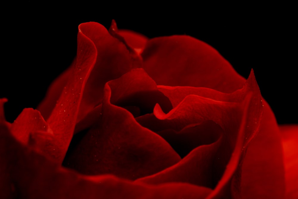 red rose in close up photography