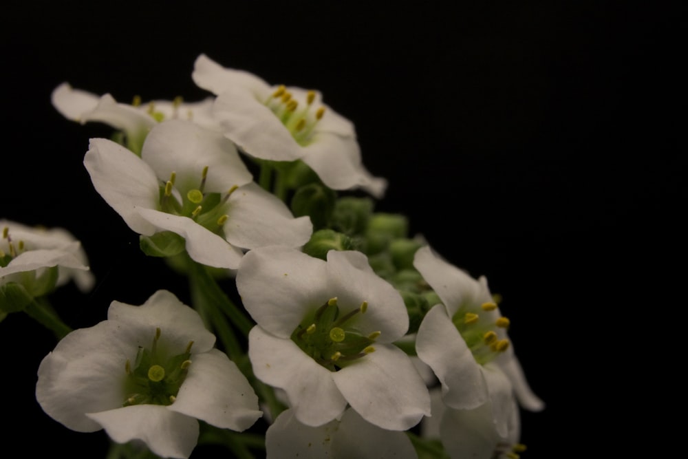 white and green flower in black background