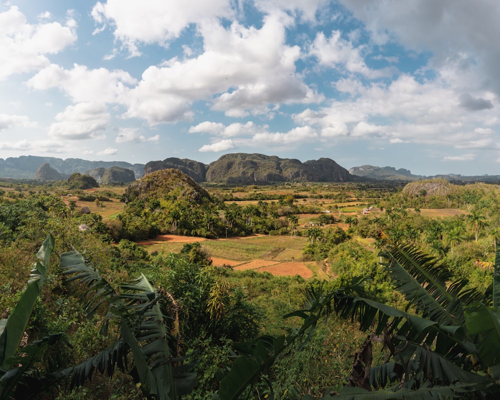 green palm trees near brown field under white clouds and blue sky during daytime