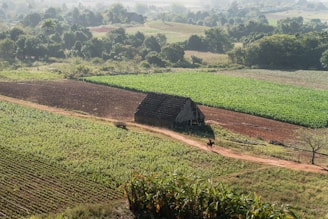 A rural landscape features a large field with different crop sections and a small, rustic barn or farm building made of wood with a sloped roof. A lone figure on horseback is traveling along a dirt path that winds through the crops. The surrounding area is lush with greenery, and scattered trees frame the fields.