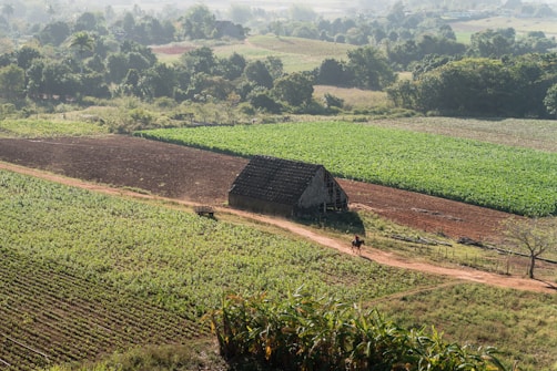 A rural landscape features a large field with different crop sections and a small, rustic barn or farm building made of wood with a sloped roof. A lone figure on horseback is traveling along a dirt path that winds through the crops. The surrounding area is lush with greenery, and scattered trees frame the fields.