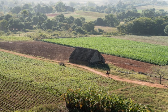 A rural landscape features a large field with different crop sections and a small, rustic barn or farm building made of wood with a sloped roof. A lone figure on horseback is traveling along a dirt path that winds through the crops. The surrounding area is lush with greenery, and scattered trees frame the fields.