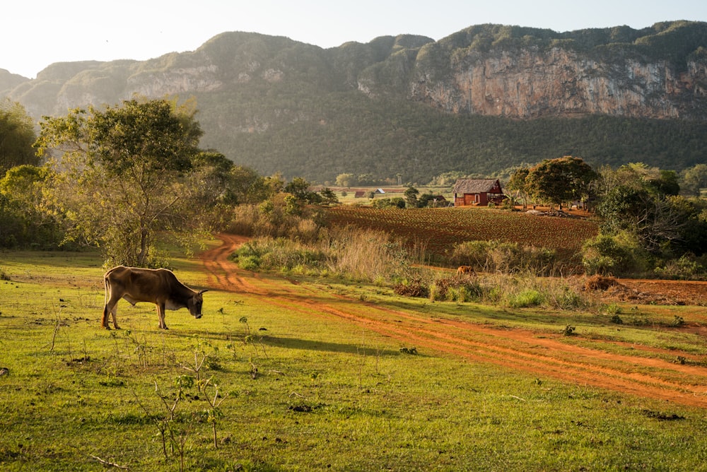 brown cow on green grass field during daytime