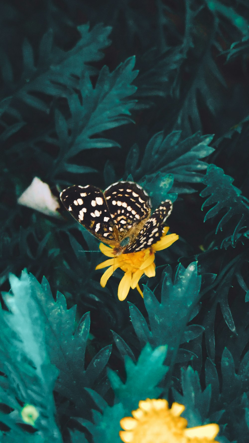 black and yellow butterfly on yellow flower